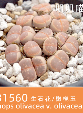 美国MESA生石花粉橄榄SB1560屁屁花种子【叽叽喵喵多肉种子】