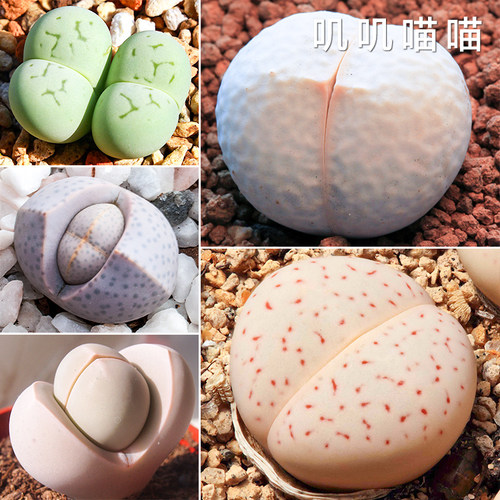美国MESA 春桃玉属混合代表高尔夫绫耀玉【叽叽喵喵多肉种子】