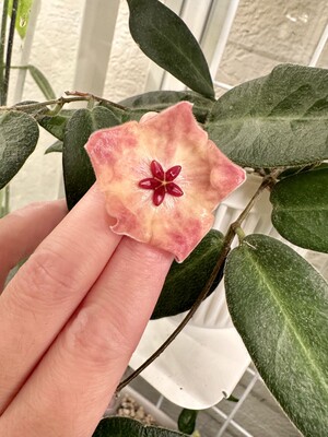粉碗球兰 hoya patella.pink 绿植花卉