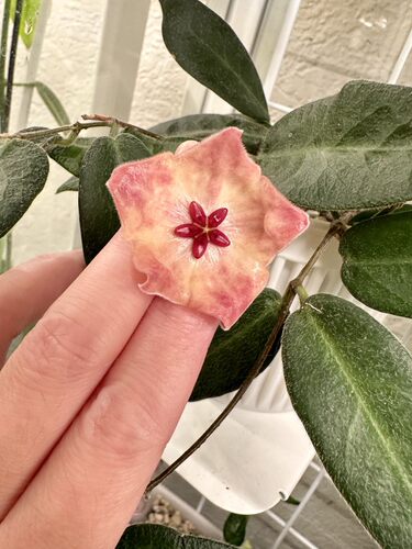 粉碗球兰 hoya patella.pink 绿植花卉