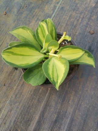 黄金粗蔓内锦球兰Hoya pachyclada variegatedinn