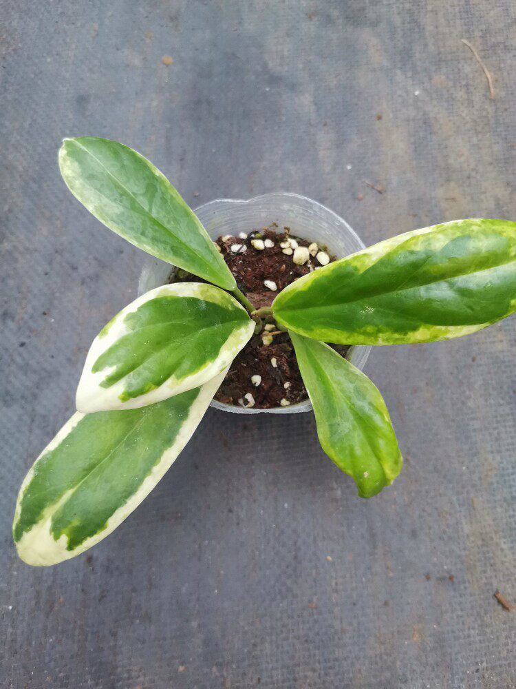 厚冠外锦球兰小苗