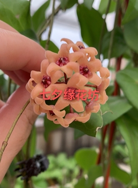 瓷花球兰Hoya cutis-porcelana