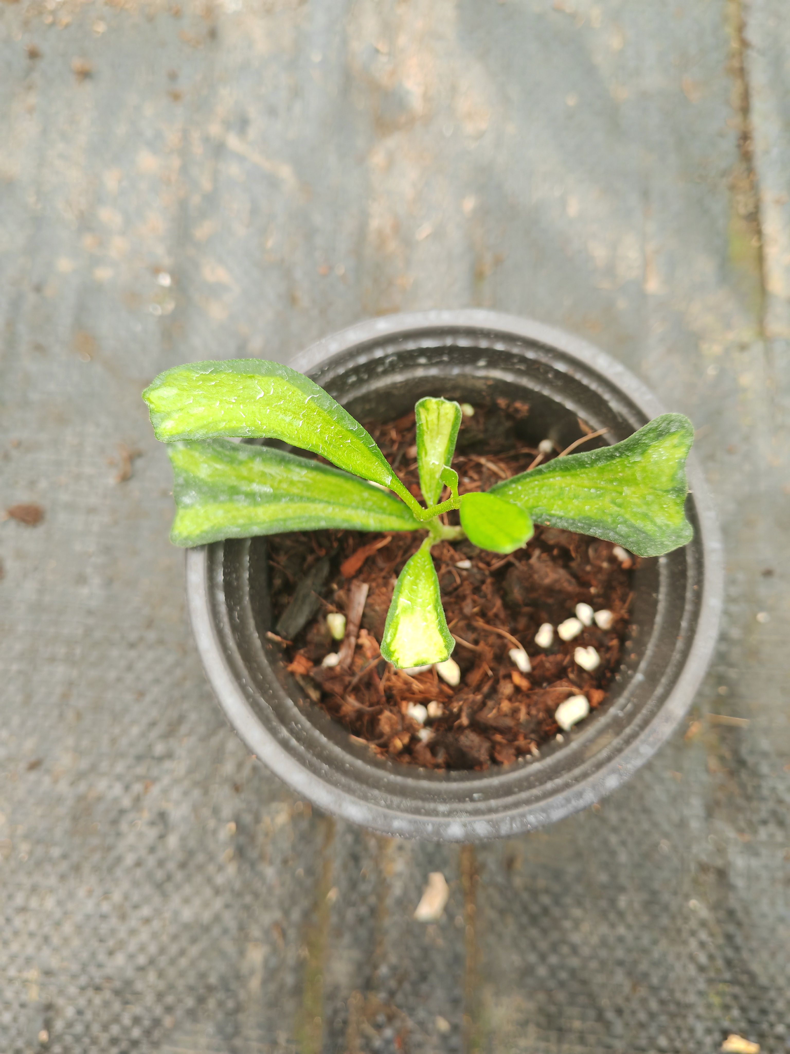 澜沧内锦球兰 (Hoya Manipurensis Variegata)