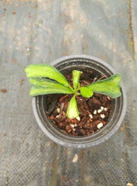 澜沧内锦球兰 (Hoya Manipurensis Variegata)