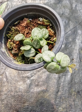 高斑野匍匐/全斑野匍匐球兰(Hoya Serpens Silver)