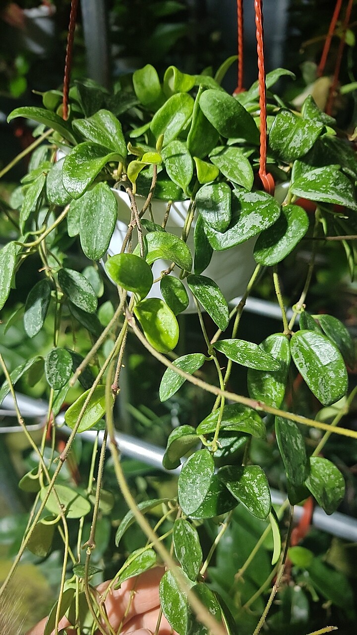 利马/芸豆球兰 (Hoya Lima Splash) 可爱小叶型磨砂质地高斑品种