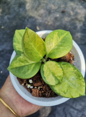 南方外锦内锦球兰 hoya australis albomarginata 室内盆栽绿植