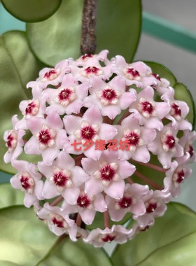 圆叶克林克球兰/克林顿球兰（Hoya carnosa clinton）大型花球