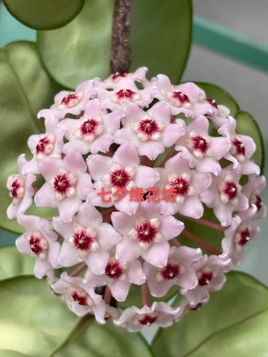 圆叶克林克球兰/克林顿球兰（Hoya carnosa clinton）大型花球