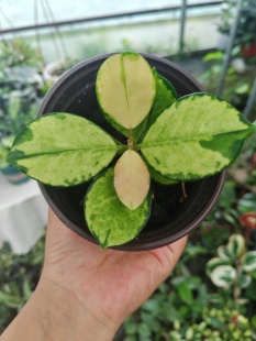 丽萨球兰 (Hoya Australia Lisa)