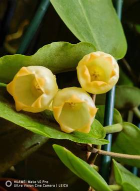 膨花球兰hoya inflata