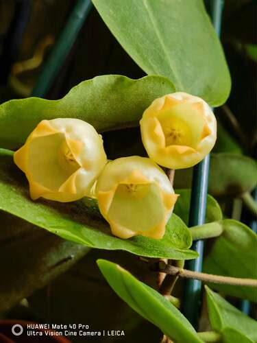 膨花球兰hoya inflata