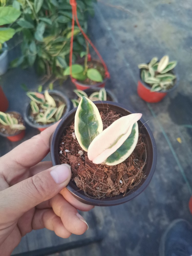 克林克外錦球蘭小苗HOya carnosavar.Krinkle