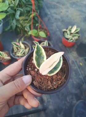 克林克外锦球兰小苗HOya carnosavar.Krinkle