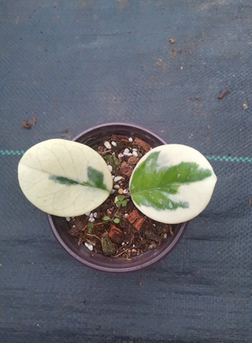 镜叶外锦球兰 hoya obovata albomarginata out