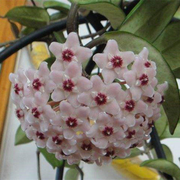 绿叶粉花球兰小苗 大苗带盆栽好 球兰花盆栽 室内爬藤植物花卉