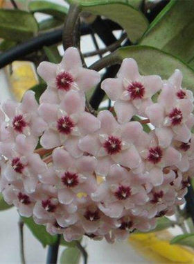 绿叶大苗兰花爬藤植物带盆栽好