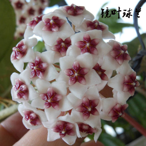 盆栽爬藤植物大苗垂吊花卉