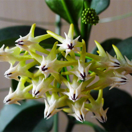 流星球兰 球兰花苗盆栽 球兰开花苗 当年开花 带花或有花梗成品苗