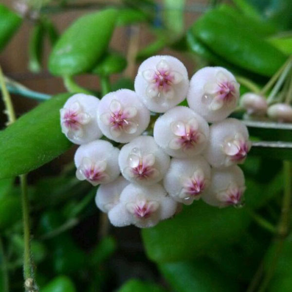 球兰花苗盆栽 小方叶球兰 hoya square 鲜花速递/花卉仿真/绿植园艺 时令草本花卉 原图主图