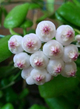 球兰花苗盆栽 小方叶球兰 hoya square