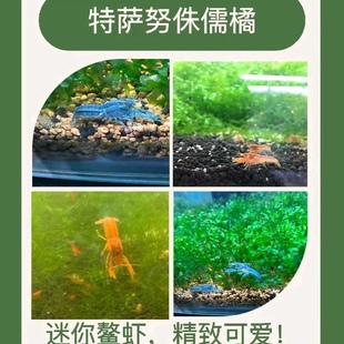 特萨努侏儒橘迷你鳌虾侏儒鳌虾宠物虾淡水虾活体观赏虾水族 包邮