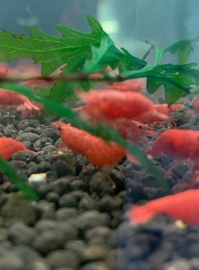 观赏虾除藻虾工具虾宠物虾红色虾篮色虾黄色虾水晶虾红白虾草缸