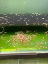 红白水晶虾黑白水晶虾水晶虾苗宠物虾淡水虾观赏虾水族中通