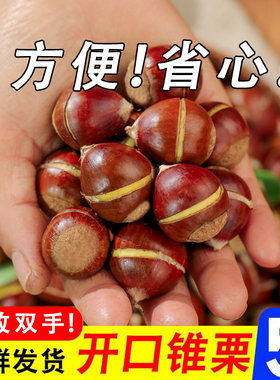 （开好口）建瓯锥栗新鲜生板栗高山现摘油栗子带壳尖栗圆锥栗甜糯