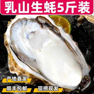 正宗鲜活山东乳山生蚝5斤新鲜海蛎子特大带壳贝类海鲜刺身即食