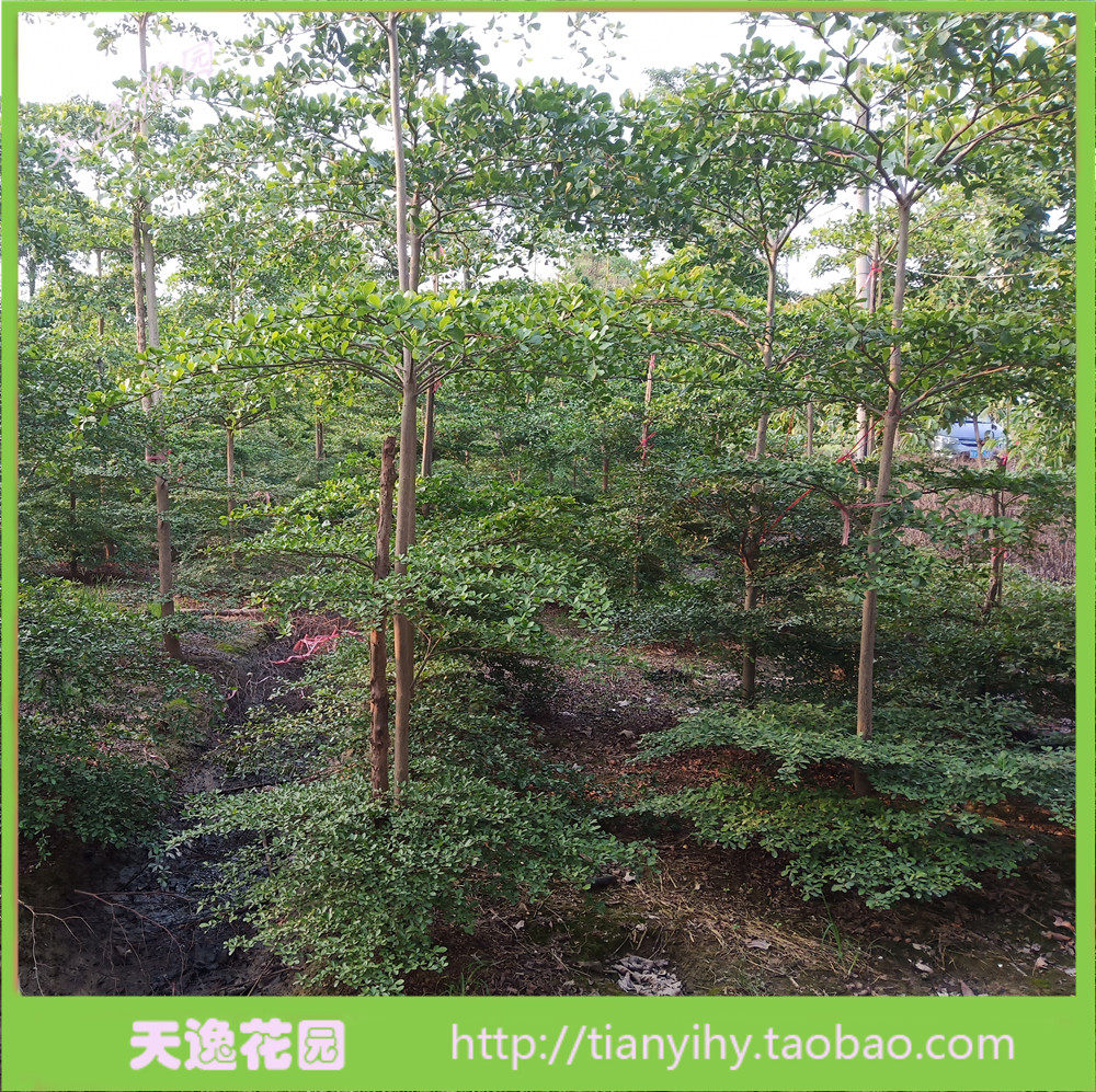 冲冠满包邮 绿化树木 小叶榄仁苗 榄仁苗 细叶榄仁苗