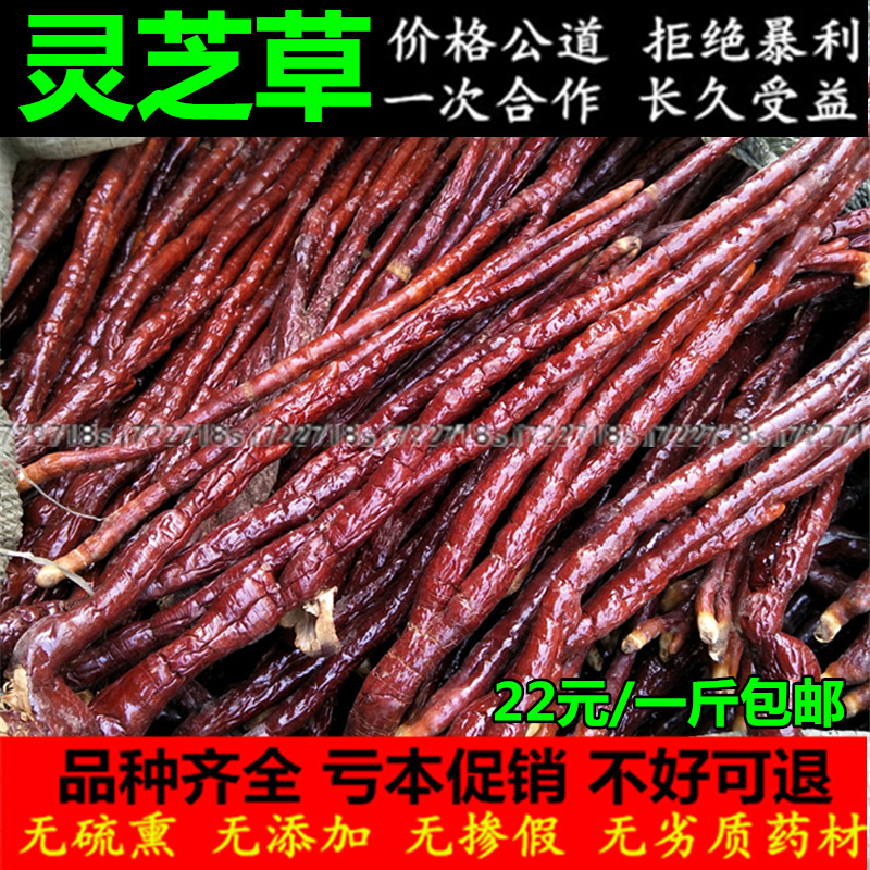 中药材野生灵芝草长白山野生整枝灵芝草500g克包邮