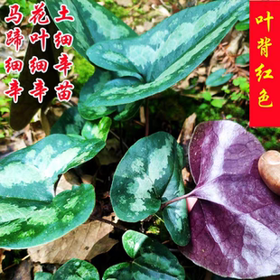 网红土细辛马蹄细辛苗花脸细辛翻天印马蹄香小盆栽杜衡中草药苗