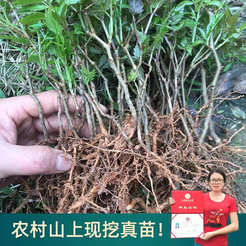 新鲜现挖藤茶苗藤茶显齿蛇葡萄藤茶莓茶龙须茶长寿茶