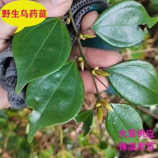 中药材野生乌药苗天台乌药铜钱柴树苗斑皮柴细叶樟现挖保湿发货