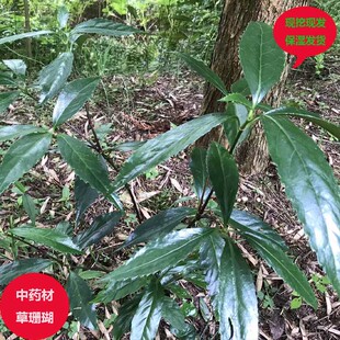已售6.2万件新鲜草珊瑚苗九节风观音茶接骨金粟兰肿节风保湿发货