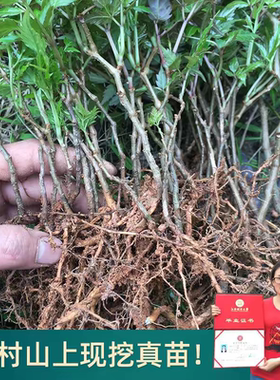 现挖藤茶苗莓茶树苗广西巴马客家白茶湖北恩施来凤藤茶龙须茶叶苗