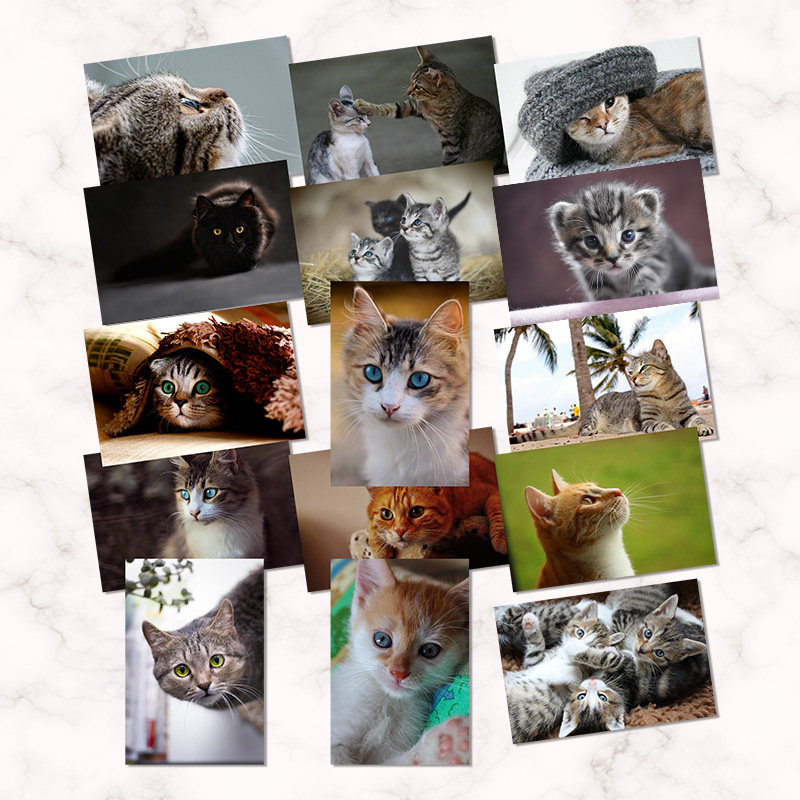 萌宠猫咪明信片合集喵星人单张贺卡照片墙家居装饰卡片4款选