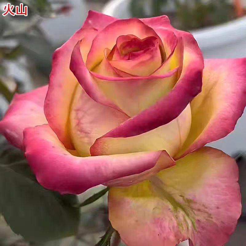 新品火山月季灌木大花直立庭院阳台盆栽多季开花切花玫瑰