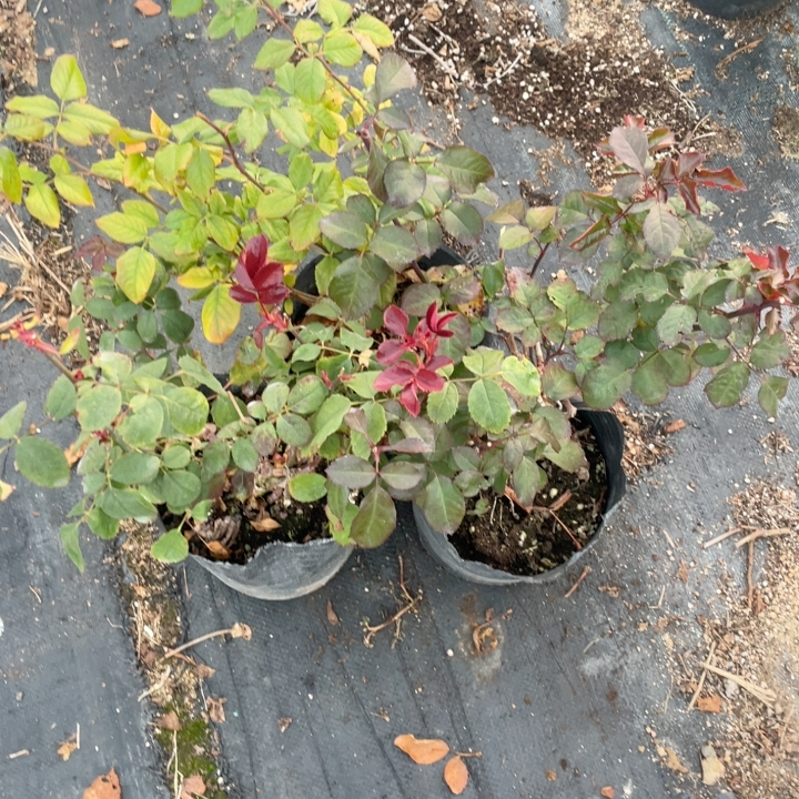 真昼加黛安娜加折射泡泡