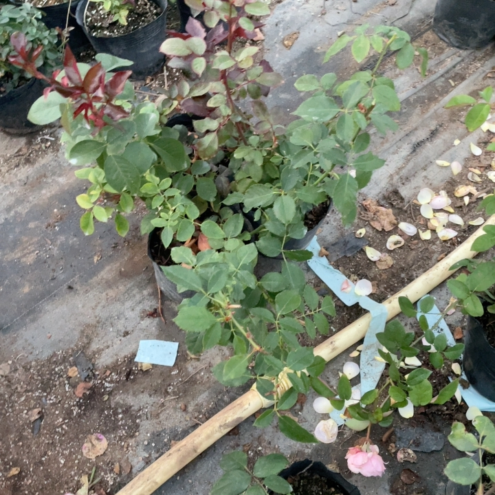 爱莎加黛安娜加海洋之歌