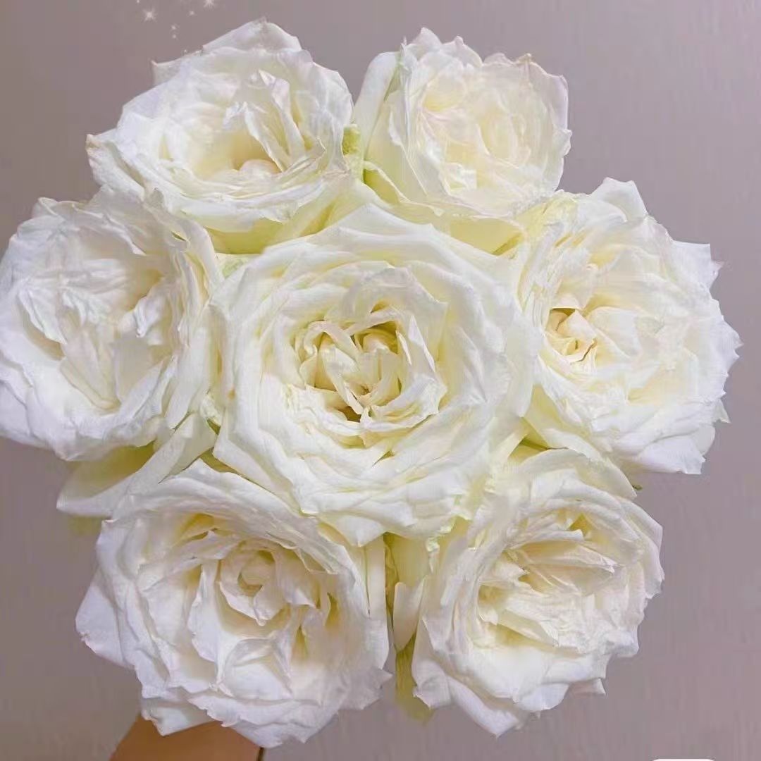 坦尼克白色玫瑰花大苗盆栽白雪公主特大花浓香阳台四季开花卉植物