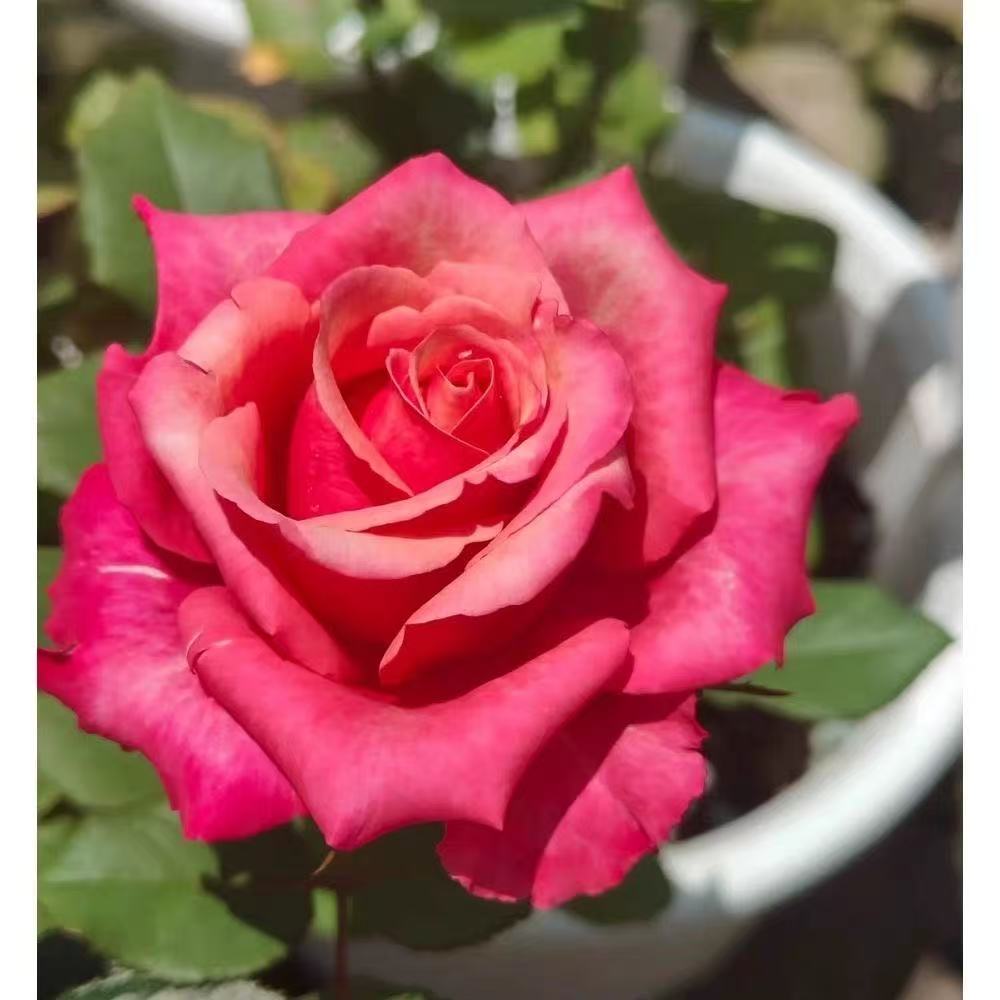 中大苗蓬皮杜月季切花玫瑰户外欧月月季玫瑰阳台四季盆栽正品家用