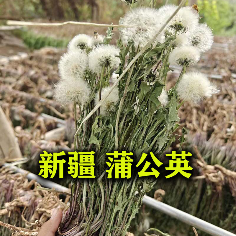 新疆野生蒲公英干 整根婆婆丁 整颗带根干蒲公英新鲜蔬菜蒲公英