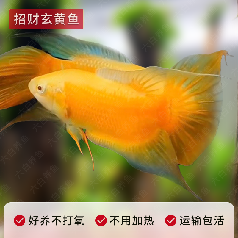 观赏鱼斗鱼淡水鱼好养鱼锦鲤招财