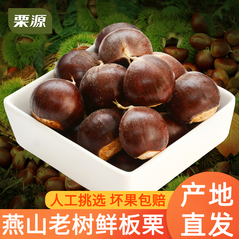 【栗源】2025新鲜生板栗正宗燕山老树生栗子新下树新货油栗子新栗