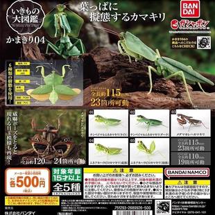 万代扭蛋 生物大图鉴 螳螂4 菱背螳 勾背枯叶螳 广腹螳 手办 模型