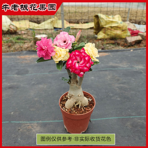 夏季爆花美观沙漠玫瑰