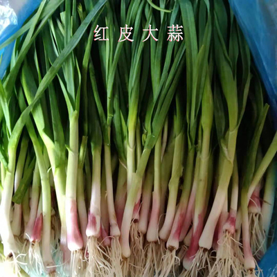 无为特产新鲜蒜现拔顺丰包邮